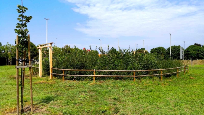 Városi zöldfelületek jövője - Miyawaki-minierdő