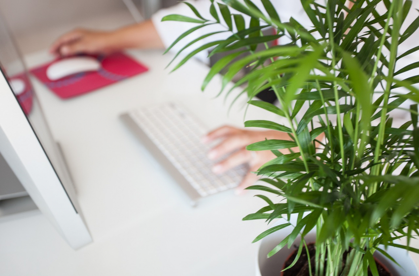4 ideális irodai növény a hatékonyságnövelés jegyében