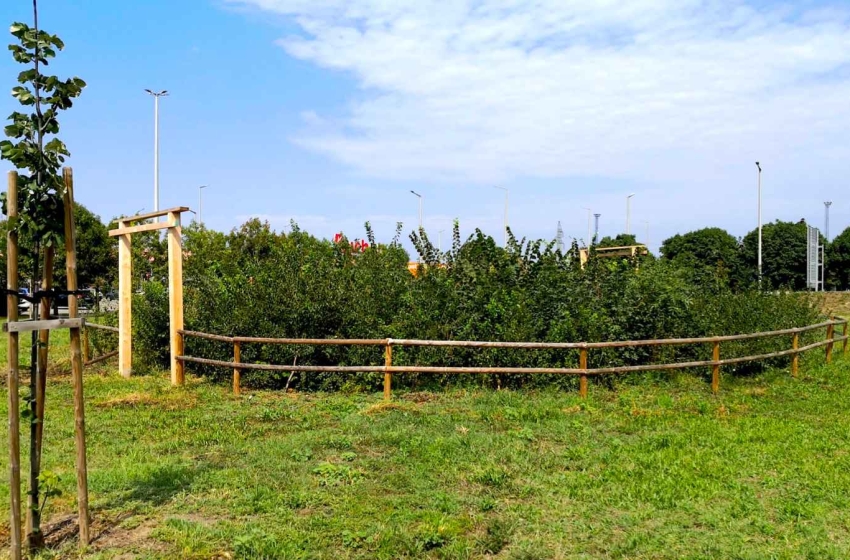 Városi zöldfelületek jövője - Miyawaki-minierdő